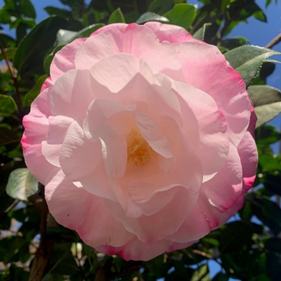 Holy Pure (Seng Jie)